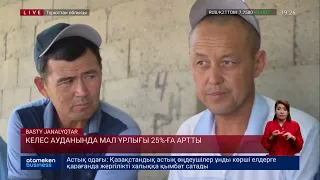 Келес ауданында мал ұрлығы 25%-ға артты