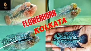 aquarium fish flowerhorn kolkata                   #flowerhorn #viral #video