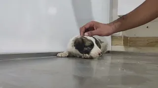 A lonely and hungry puppy that was abandoned