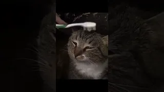 Wet toothbrush reminds Cat of his Mom 🥺 #cats #kitten #pets