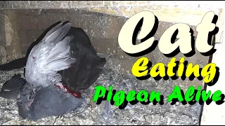 Cat Eating Pigeon Alive Without Killing Him