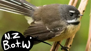 Fantail - New Zealand Bird of the Week