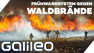 DRYAD: So will ein deutsches Team Waldbrände erkennen und verhindern! | Galileo | ProSieben