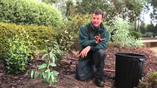 Planting your eucalypt - Eucalypts for your home garden