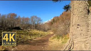 Scenic Mountain Hiking Trail Nature Walk (With Ambient Nature Sounds And Music)