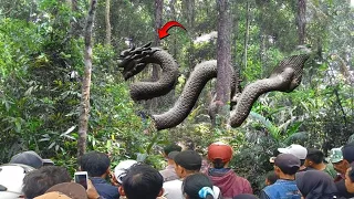 Diluar nalar warga gempar melihat Penampakan Ular Naga Melintas Di Tengah Hutan