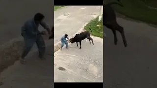 qurbani funny video😂 | cow funny videos #shortsviral #animals