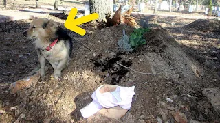 This Dog are Heartbroken because their Bestfriend Died,He Keeps Coming Back To His  Grave Every Day.