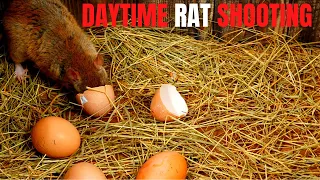 rat shooting with air rifles