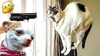 Funniest Animals video 😂 | Best Cats and Dogs video of 2024 | Try not to laugh 🤣 | #funny #animals