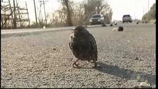 100s dead birds fall from sky in US and Sweden