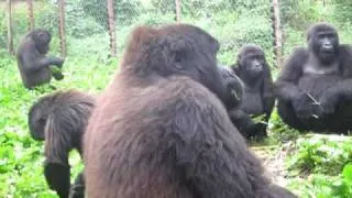 Orphan Gorillas Sing While Eating Banana Trees