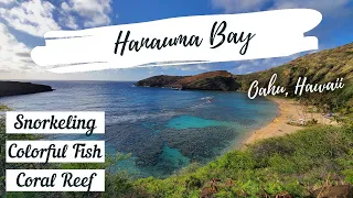 Snorkeling at Hanauma Bay, Hawaii | Best Snorkel spot in Oahu Island | Waikiki | Honolulu | O‘ahu