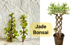 How make jade plant bonsai grill | How grow jade plants from jade | cutting kese lagaye MyHobbies