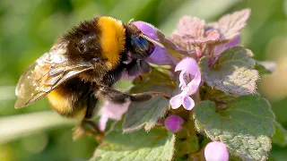 Are Robot Bees The Future? | Planet Fix | BBC Earth Science