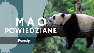 Mao Powiedziane #75 – Pandy