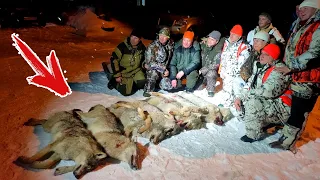 Hunting wolves in Russia. How to hunt a wolf in winter.