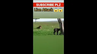 lion attack 😁😝 to goat