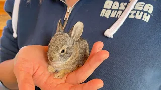 Wild bunnies! 🐇