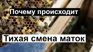 Пасека #92 Почему Происходит Тихая Смена Маток? | Пчеловодство для начинающих