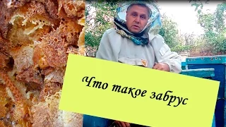 Что такое забрус и в чем его лечебные свойства