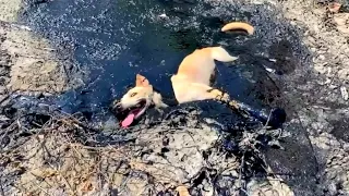Dog Rescued From Tar Pit