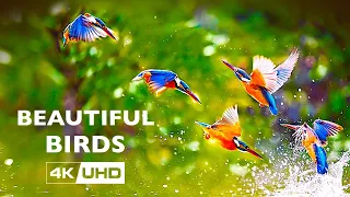 Beautiful Birds Special Collection 4K VIDEO UHD 60FPS HDR