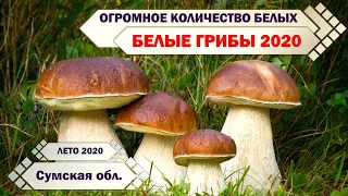 БЕЛЫЕ ГРИБЫ 2020 в ОГРОМНОМ количестве!!! ЛЕТО, ЖАРА, а грибов - МОРЕ!!!