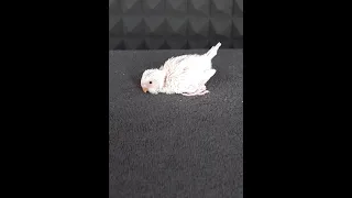 Budgie baby 36 days development