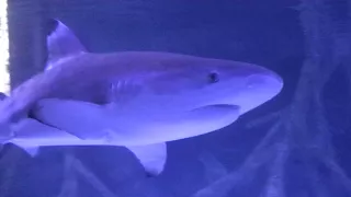 Sharks at Aqua Viva - Oct 12 2017 - Loro Parque Tenerife Spain