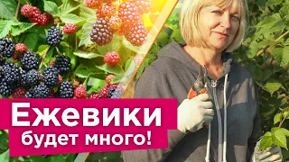 ЕЖЕВИКА ЗАСЫПЕТ ЯГОДАМИ, ЕСЛИ СДЕЛАТЬ ЭТО В СЕНТЯБРЕ! Обрезка, подкормка и уход за ежевикой осенью