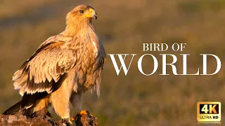 4K Amazing African Birds ~ African Wildlife Video with Birds Sounds - 4k Video Ultra HD