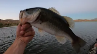 Deps slide swimmer Butch Brown gizzard shad #fishing #deps #bassfishing #glidebait