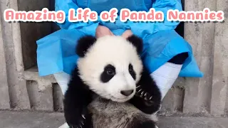 How Can I Not Envy The Life Of Panda Nannies? | iPanda