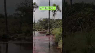 Este es el río de colores de Colombia #shorts #nature