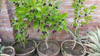 Top 5 Tips To Grow Ton Of Mulberry In Container