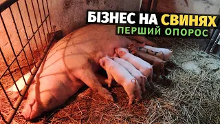 Як я став свиноводом! Перший досвід, і перші поросята. Починаю нову справу. Бізнес на свинях!