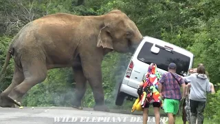 A group of foreigners fell down in fear when a wild elephant attacked the van.