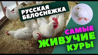 Русская белая порода кур / Наш опыт / История / Отзывы