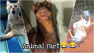 Extremely funny animal farts💩💩|Try Not To Laugh Challenge|Animal fart funny compilation 2020 july