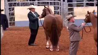 2000 AQHA World Show Perpetual Tradition