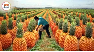 The Most Modern Agriculture Machines That Are At Another Level , How To Harvest Carrots In Farm 3