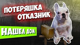 Взяли собаку из приюта  | Французский бульдог Чарли