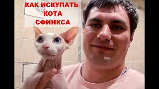 КАК КУПАТЬ КОТА СФИНКСА И КАК ЧИСТИТЬ УШИ ПРАВИЛЬНО -  BATHING AND CLEANING THE EARS OF A SPHINX CAT