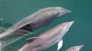 Dolphins Effortlessly Bow Ride Boats