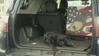 Earl the military bomb-sniffing dog laid to rest in Palmyra