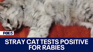 Feral cat found in Frederick tests positive for rabies after reports of ‘unusual and aggressive beha