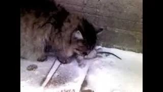 кошка поймала чернобыльскую крысу 100 кг