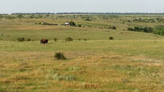 Ранок на Суспільному - Єланецький степ