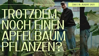 (360) Und trotzdem: Lasst uns einen Apfelbaum pflanzen! 16. August 2021